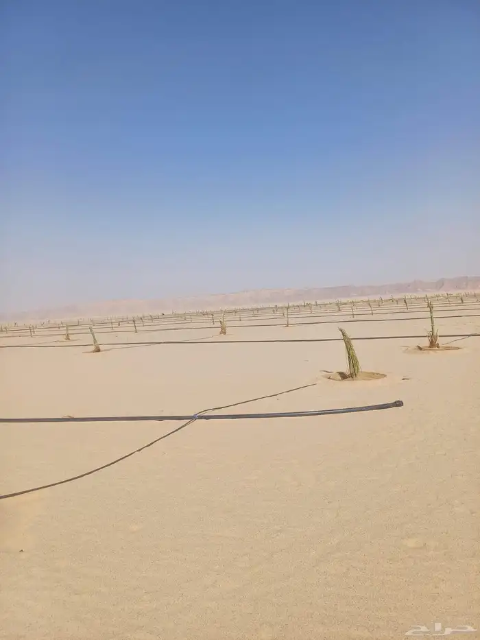 يوجد لدينا فسايل نخيل خلاص حساء ونقوم بقشع وغرس الفسايل 7