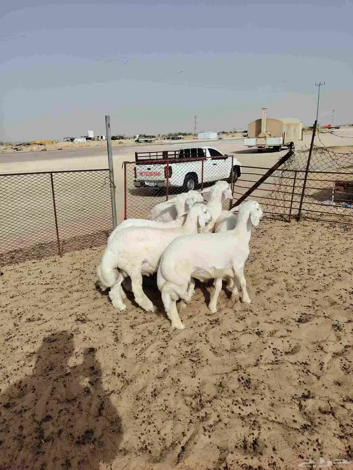 ذبائح حري فل   وسواكن فل 6