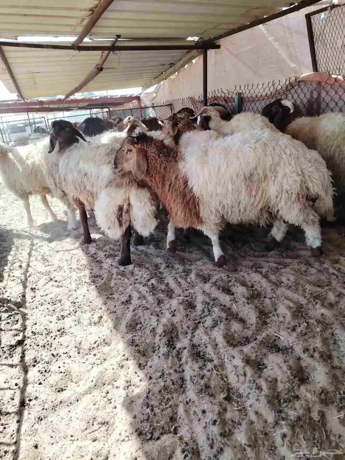 ذبائح نعيمي 1