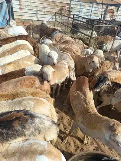 رفدي index