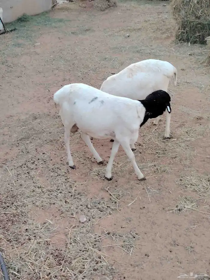 خرفان برابر 0