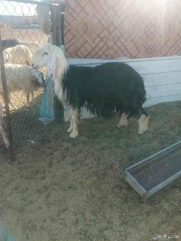 للبيع خروف نجدي سن رباع غير مشروط 0