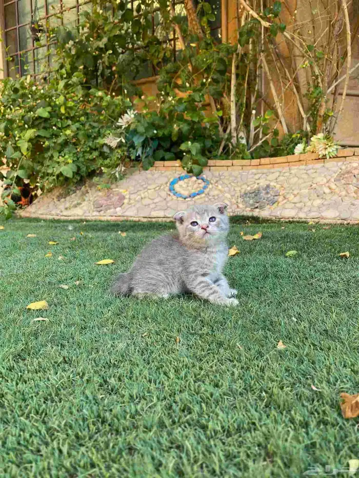 سكوتش فولد مطعمين للبيع فقط لايوجد تبني 3