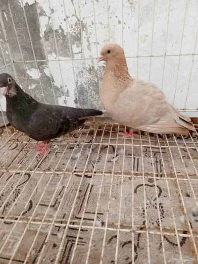 للبيع حمام صنعاني index