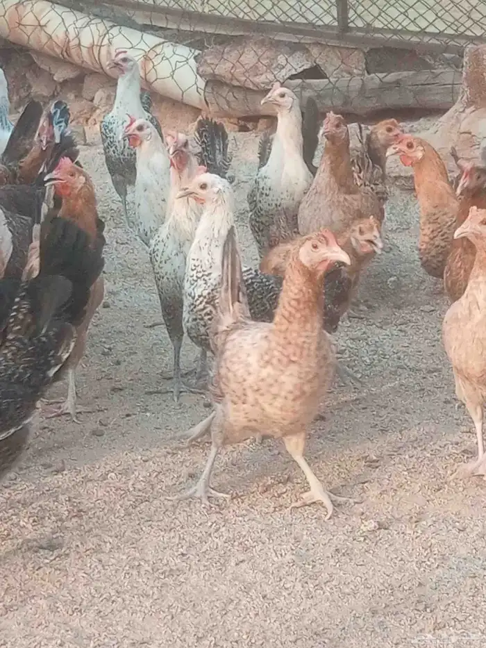 يوجد دجاج بلدي مسكله 0