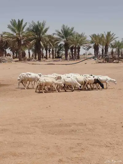 رفيد 0