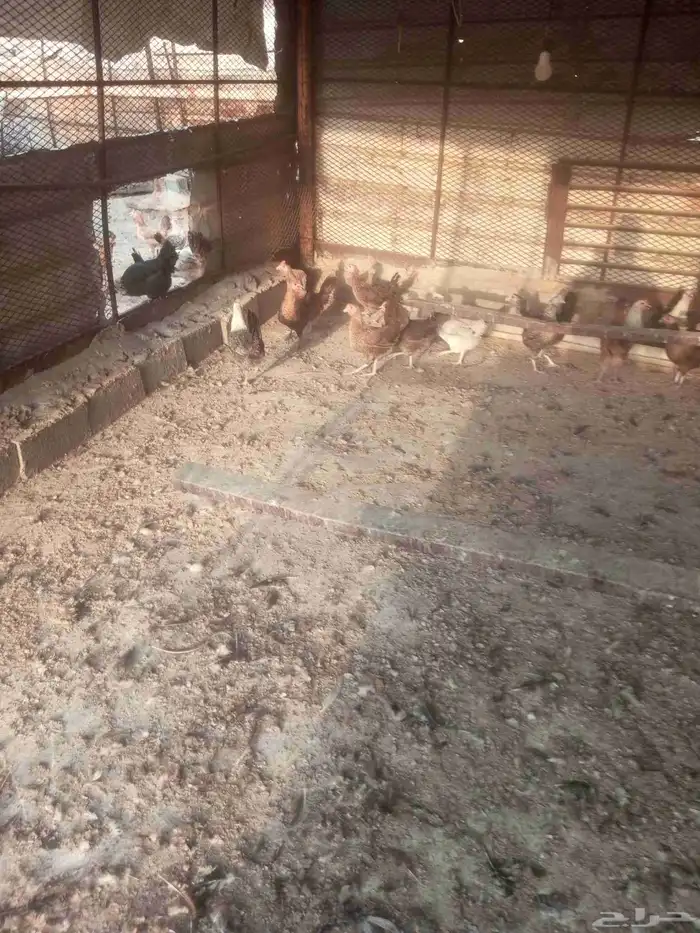 يوجد دجاج بلدي مسكله 2