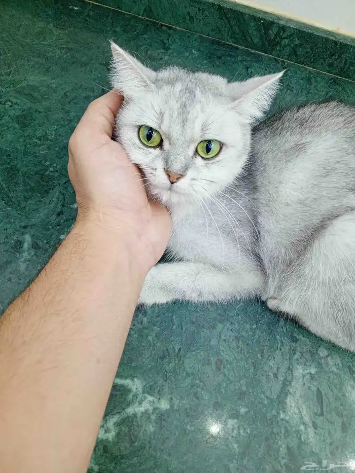 قطط للتبنى 0