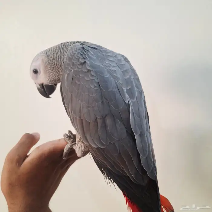للبيع فرخ كاسكو طفره 6