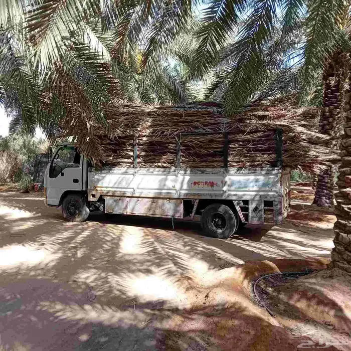 سعف نخل للبيع مع التوصيل 3