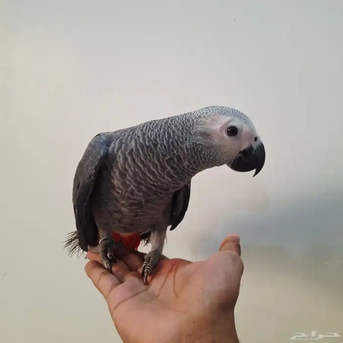 للبيع فرخ كاسكو طفره 4