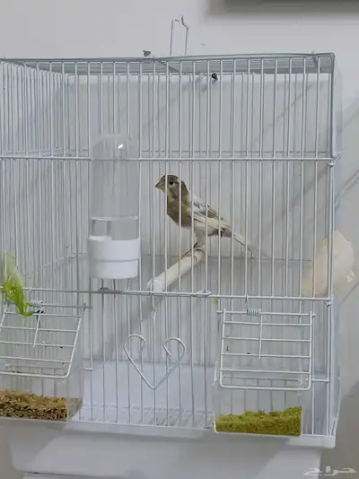 كناري سوري index