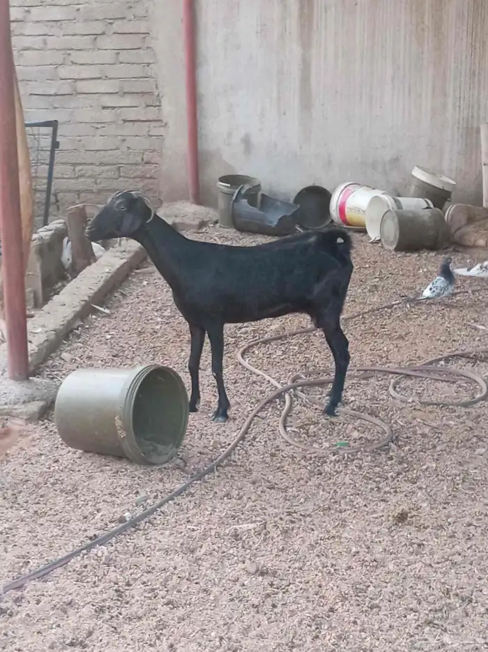 عنز حليب 1