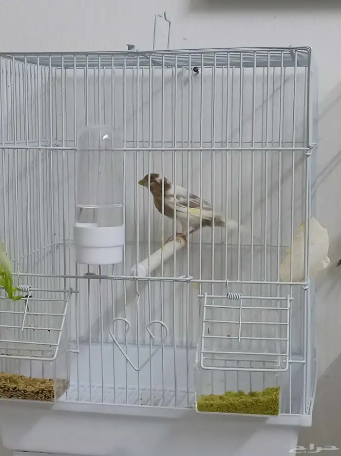 كناري سوري 3