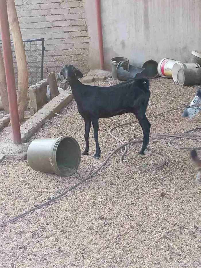 عنز حليب 3