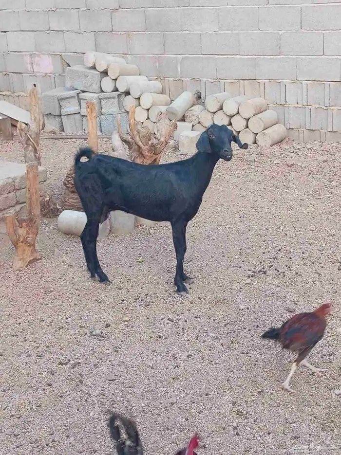 عنز حليب 0