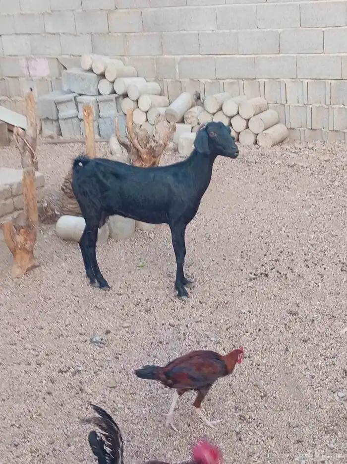 عنز حليب 2