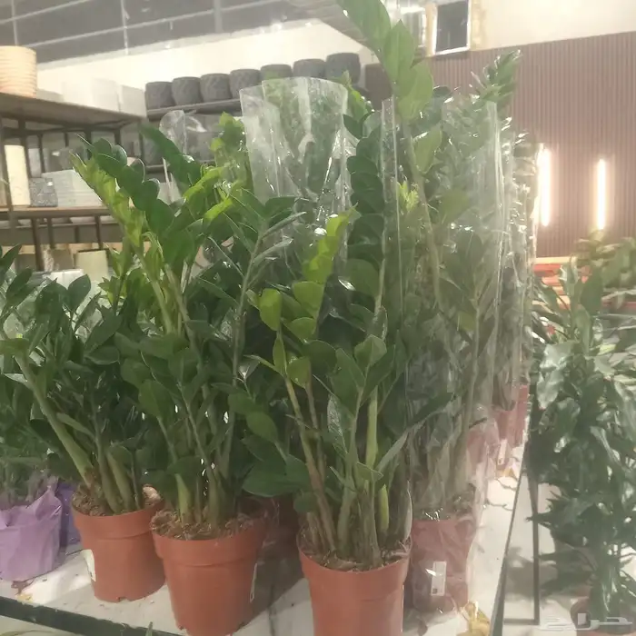 مشتل البستان التنسيق الحدائق وشبكات الري 5