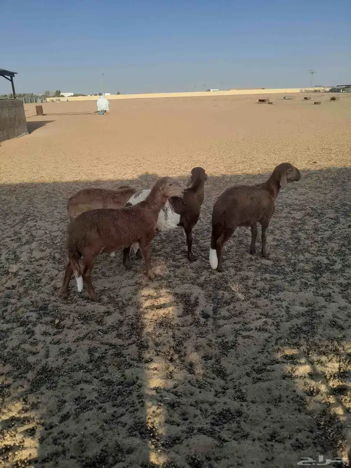 سواكن في المجمعه 3