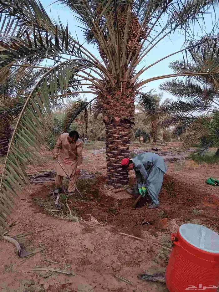 نقايل نخل اخلاص صقعي سلاطين للبيع 0