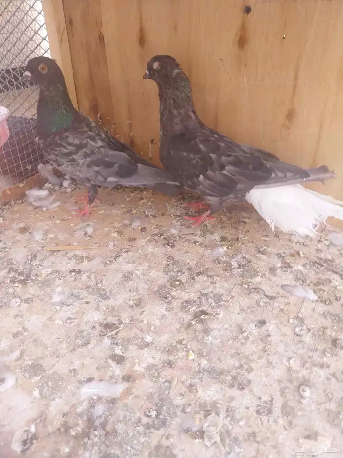زوج نوري 1