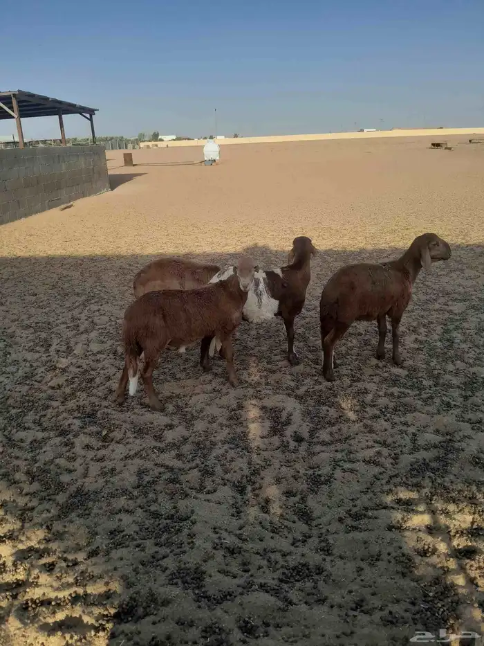 سواكن في المجمعه 4