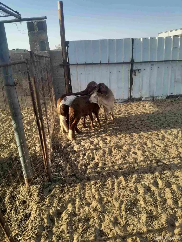 سواكن في المجمعه 8