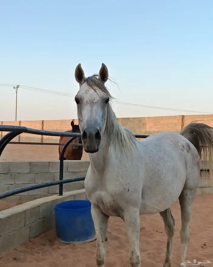 فرس شعبية للبيع 4
