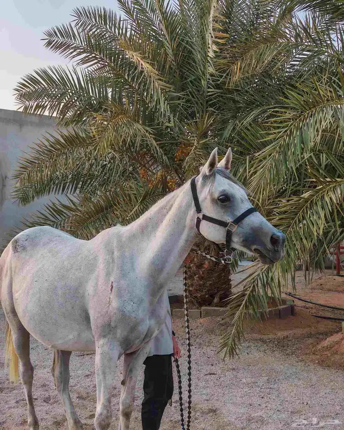 فرس شعبية للبيع 1