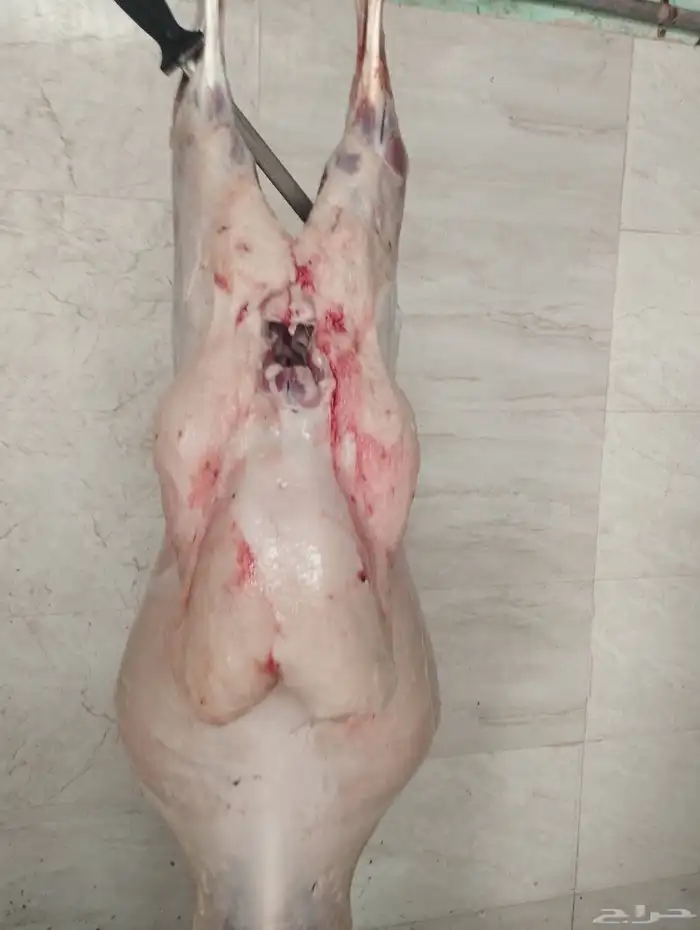ذبائح 2