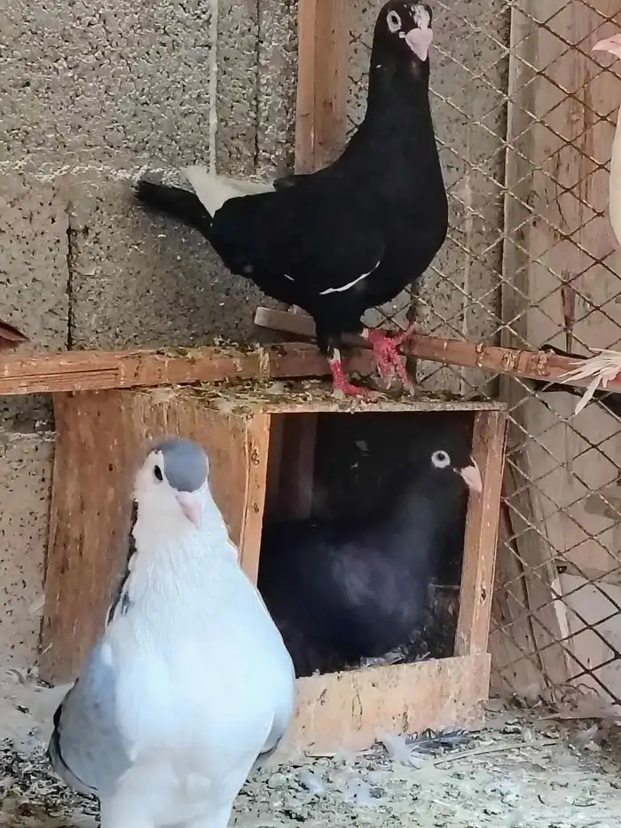 للبيع جوز حمام سوري موجود تحتها بيضه واحده 0