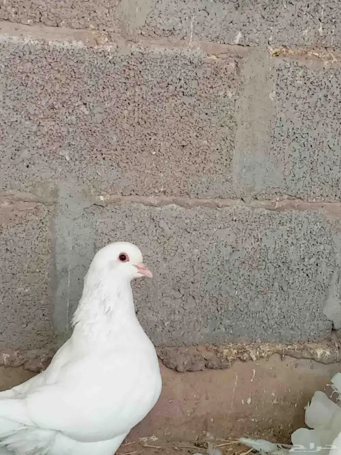 السلام عليكم حمام زينه بلجيكي ورقاص ورمي وفرنسي 6
