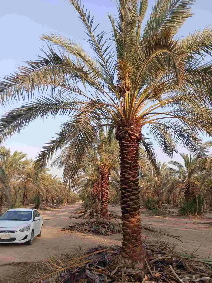 نخل نقايل للبيع 0