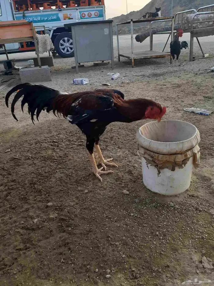 ديك سندي 1