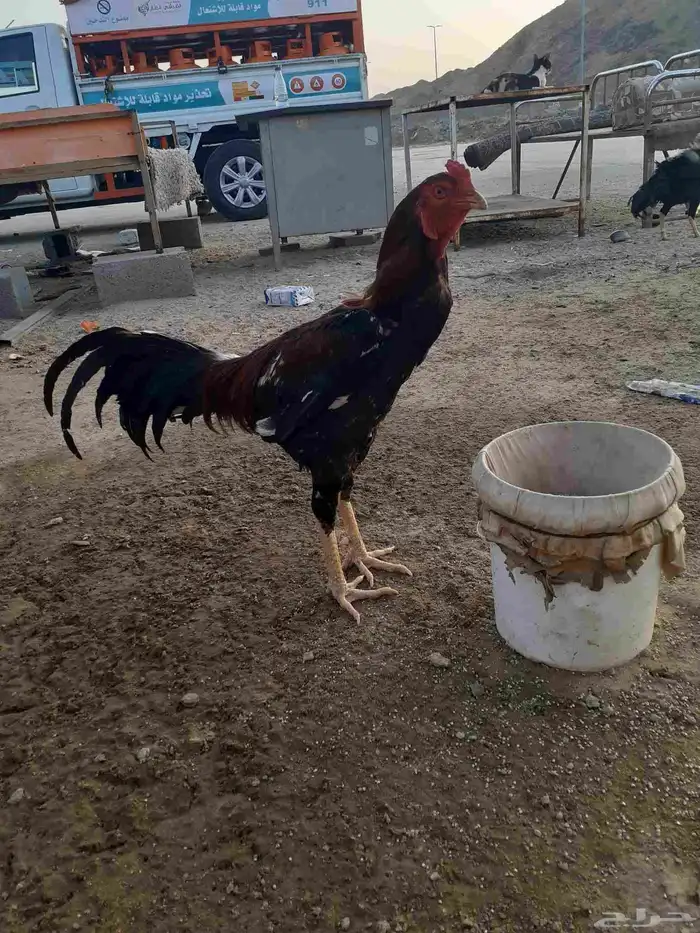 ديك سندي 0