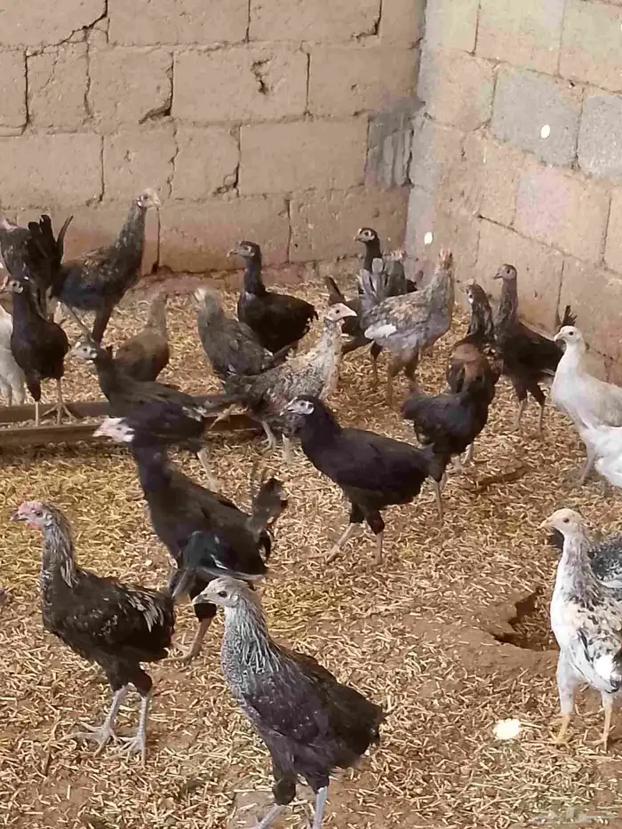 دجاج بلدى والمنيوم وفيومي أعمارهم خمس شهور 6