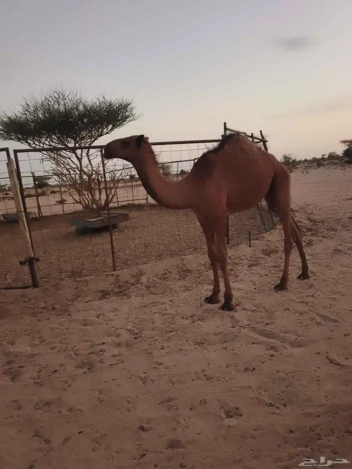حشو للبيع 1