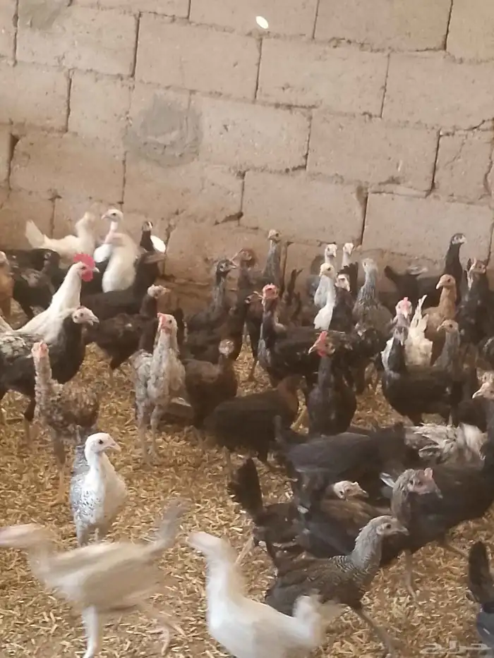 دجاج بلدى والمنيوم وفيومي أعمارهم خمس شهور 1