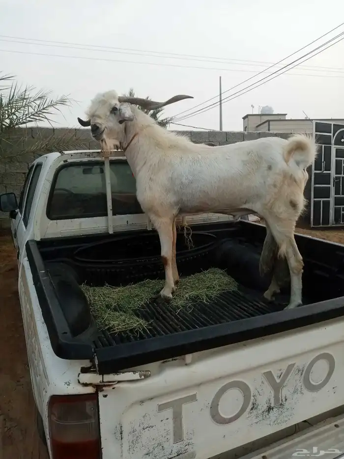 تيس فحل فاخرة 3