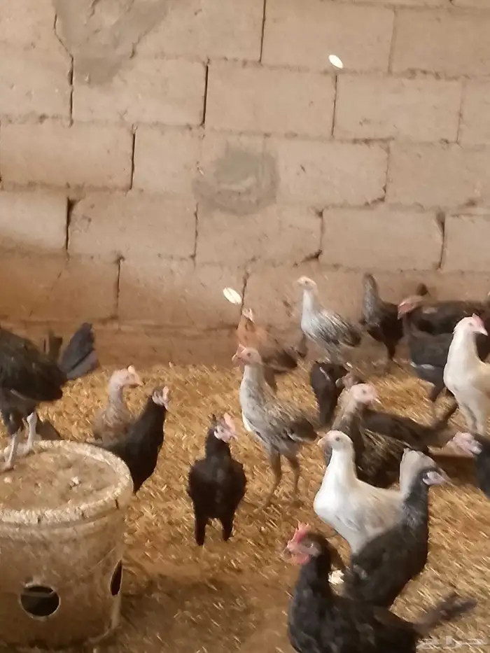دجاج بلدى والمنيوم وفيومي أعمارهم خمس شهور 4