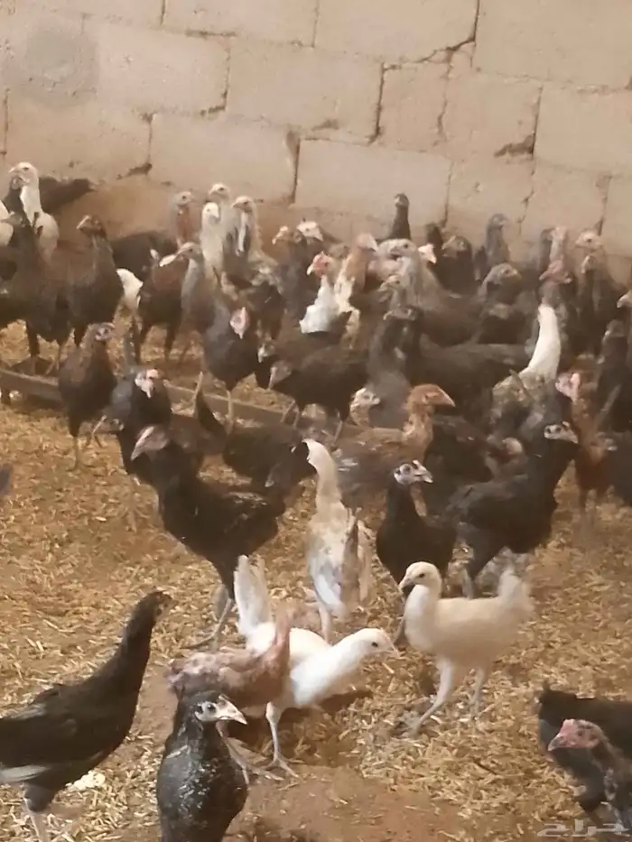 دجاج بلدى والمنيوم وفيومي أعمارهم خمس شهور 2