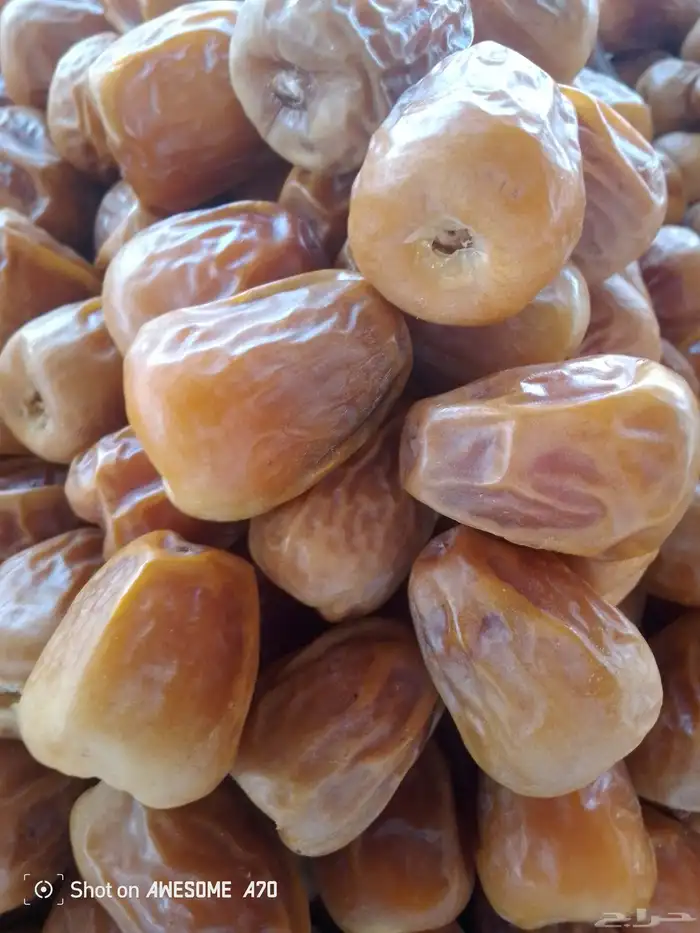 سكري مفتل ملكي 1