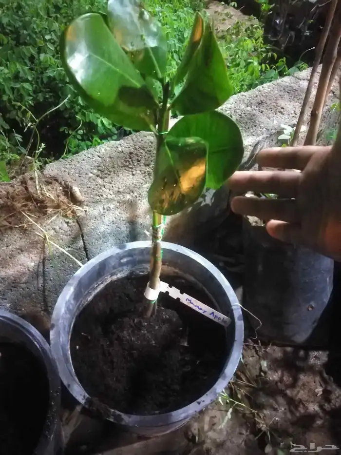 . شتلات نيم مبرقش ابيض و mamey apple كل مطعمة 3