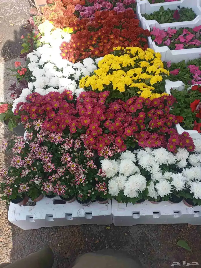 مشتل تنسيق حدائق 2