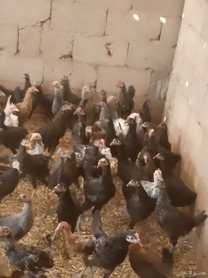دجاج بلدى والمنيوم وفيومي أعمارهم خمس شهور 0
