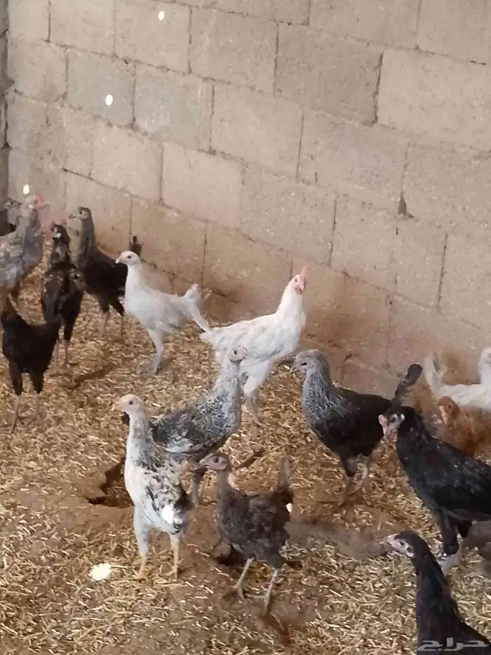 دجاج بلدى والمنيوم وفيومي أعمارهم خمس شهور 3