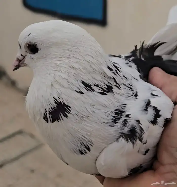 للبيع ذكر مخبز قطيفي 0