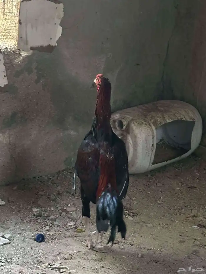 للبيع ديك و دججتين سندي دجاجه موليه مشجر 5