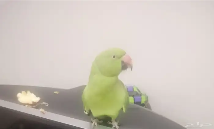 بغبغاء الدر الهندي 0