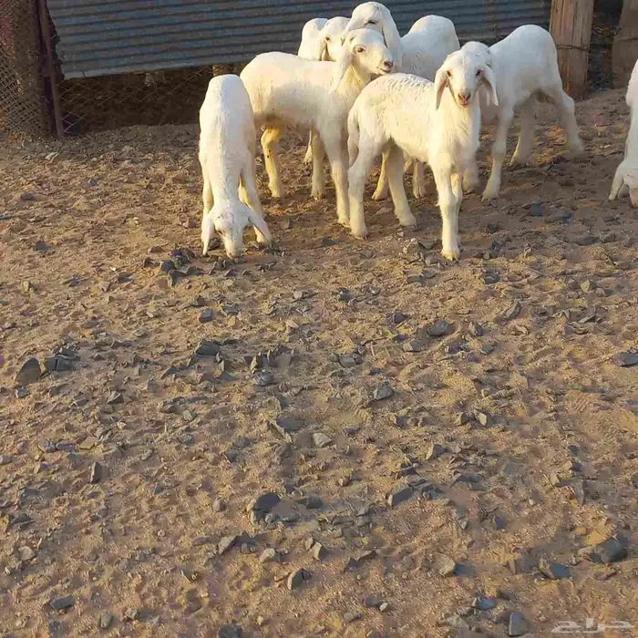 دواغير حري خرفان 0